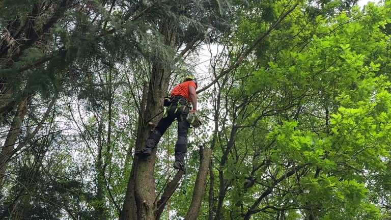 Best Tree Disease Treatment  in North Ballston Spa, NY